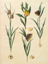 Fritillaria meleagris